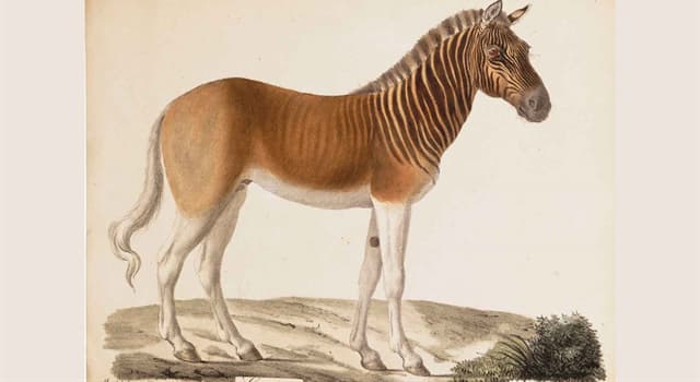 Natuur Trivia Vraag: Welke van deze was de quagga?