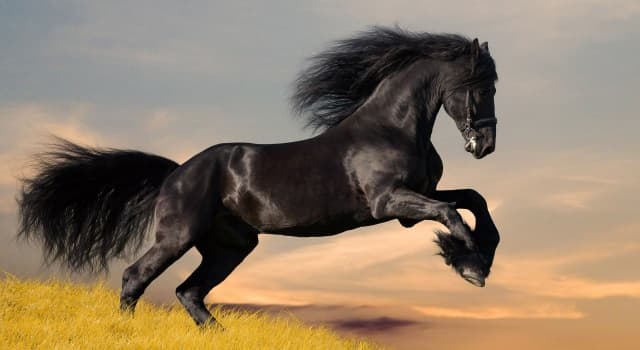 feral-horse-865537-1280-thegaitedfanatic