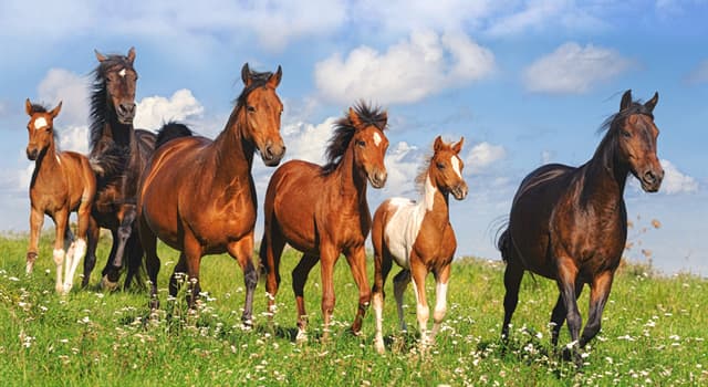 Natuur Trivia Vraag: Hoe heet een groep paarden?