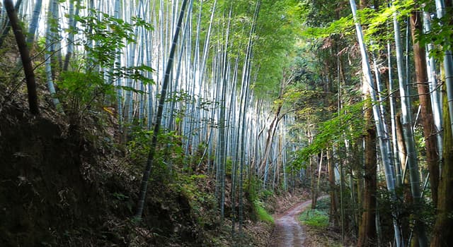 Aardrijkskunde Trivia Vraag: Berg Koyasan ligt in welk land?