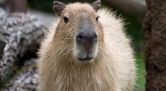 Naturaleza Pregunta Trivia: ¿Qué son los Capibaras?