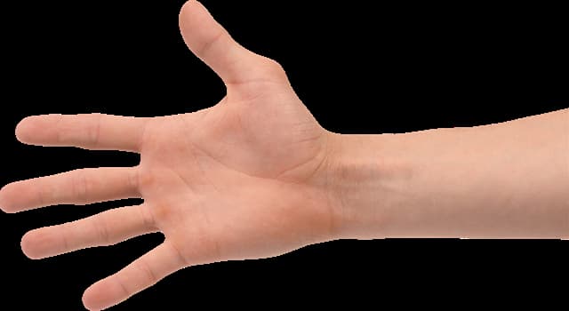 Wetenschap Trivia Vraag: De 'adductor pollicis' spier beweegt voornamelijk welke vinger van de menselijke hand?