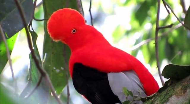 Aardrijkskunde Trivia Vraag: De vogels rotshanen zijn inheems in welk continent?