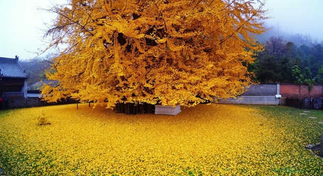 Aardrijkskunde Trivia Vraag: Op welk continent is de ginkgo biloba boom een inheemse soort?