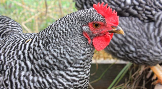 Nature Trivia Question: The Plymouth Rock chicken breed originated in which country?