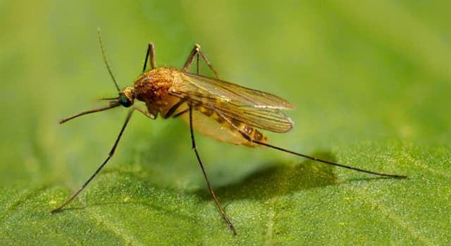 Natuur Trivia Vraag: Welk land is vrij van muggen?