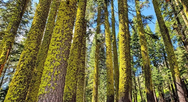 Natuur Trivia Vraag: Wat is het groen gekleurde organisme dat op schors van boomstammen groeit?