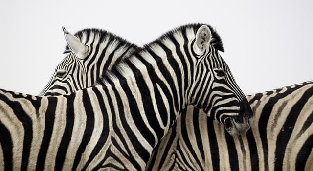 Natuur Trivia Vraag: Wat is in 2020 de status van de International Union of Conservation of Nature voor de Grévyzebra?