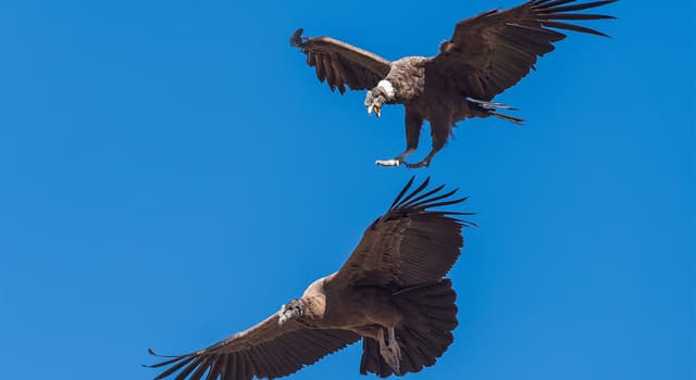 Natuur Trivia Vraag: Wat voor soort vogel is een condor?