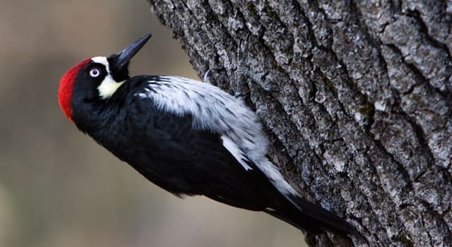 Natuur Trivia Vraag: Waar komt de eikelspecht vandaan?