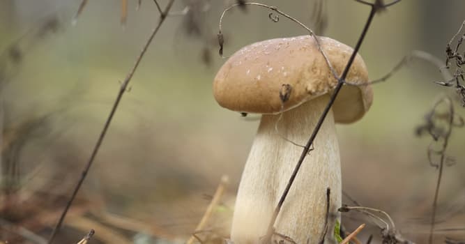 Nature Trivia Question: Which mushroom is in the picture?