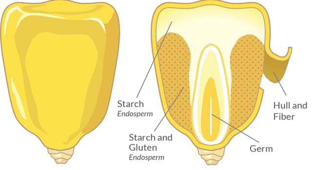 Culture Trivia Question: Which one of the following is an 'endospermic' or 'albuminous' seed?