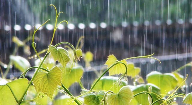 Природа Вопрос: Что такое "слепой дождь"?