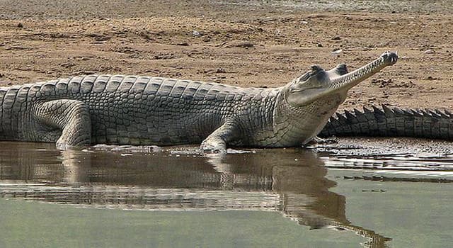 natura Pytanie-Ciekawostka: Które zwierzę jest pokazane na obrazku?