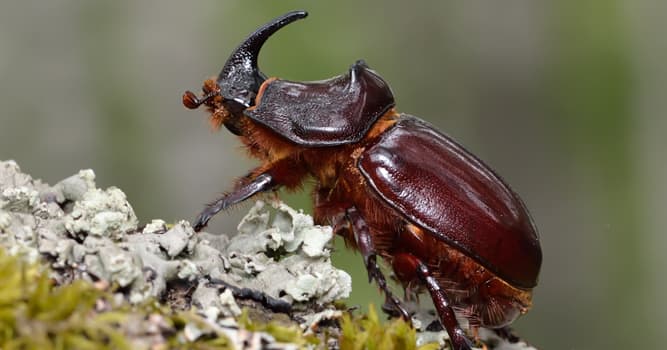 natura Pytanie-Ciekawostka: Co to za owad na zdjęciu?