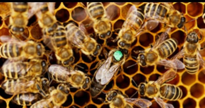 Nature Question: Combien d'oeufs la reine d'un essaim d'abeilles pond-elle par jour ?