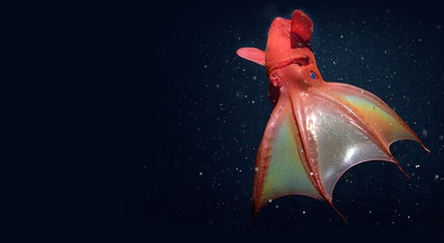 El calamar vampiro: Vampyroteuthis infernalis Cual-es-el-nombre-del-animal-de-la-fotografia