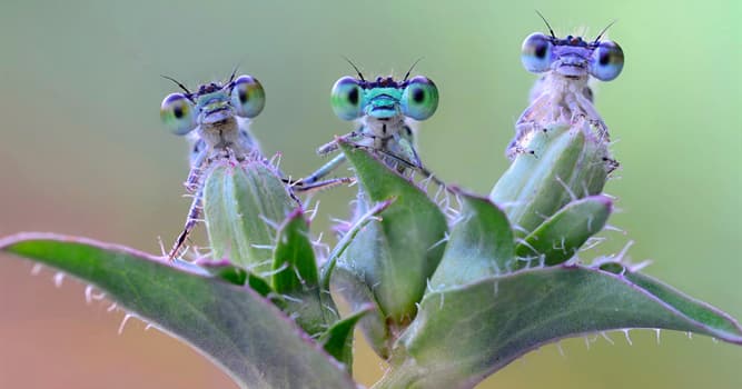 Natuur Trivia Vraag: De nakomelingen van welke van deze soorten voeden zich doorgaans met hun eigen biologische moeder?