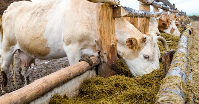 Natuur Trivia Vraag: Hoe wordt voer gemaakt van groene gewassen die door verzuring zijn geconserveerd genoemd?