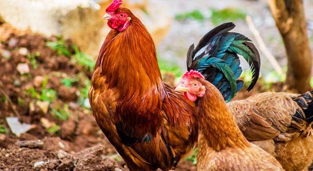 History Trivia Question: In Norse mythology the rooster’s crowing foretells the beginning of which cataclysmic event?