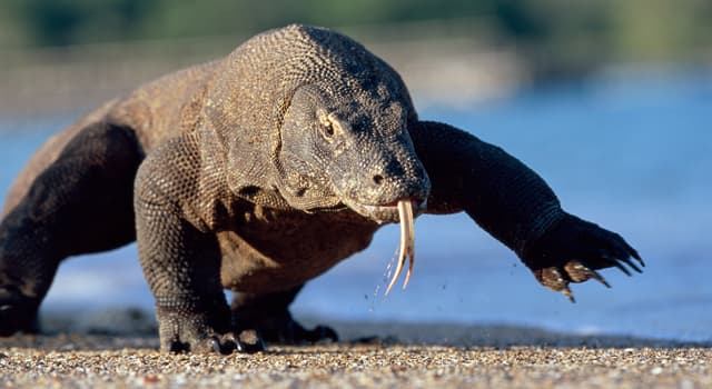 Aardrijkskunde Trivia Vraag: In welk land ligt het Komodo National Park?