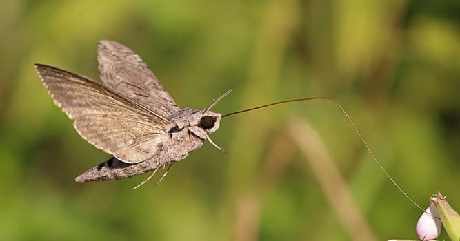 natura Pytanie-Ciekawostka: Jak nazywa się ta rodzina motyli?