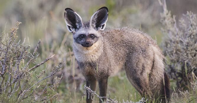 natura Pytanie-Ciekawostka: Jak nazywa się ten gatunek lisa?