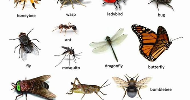 natura Pytanie-Ciekawostka: Jakim rodzajem owada jest aksamitna mrówka?