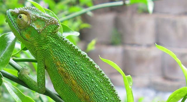 Natuur Trivia Vraag: Hoe heten de lichaamscellen waarmee dieren van kleur kunnen veranderen?