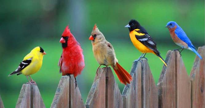 Natuur Trivia Vraag: Welke van deze vogels heeft gedurende het jaar drie verschillende kleuren verenkleed?