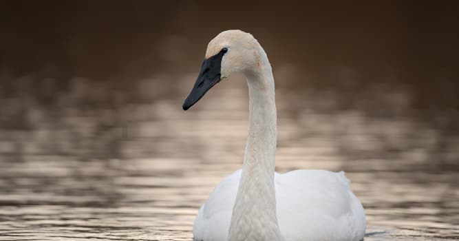 natura Pytanie-Ciekawostka: Który łabędź ma kompletnie czarny dziób?