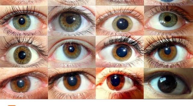 Ciências Pergunta Trivial: O que é heterocromia?