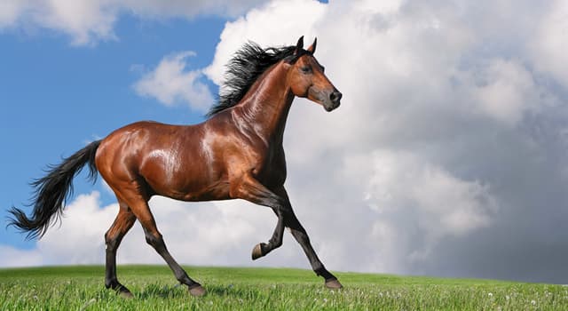 Natuur Trivia Vraag: Welk deel van het lichaam wordt gebruikt om de leeftijd van een paard te bepalen?