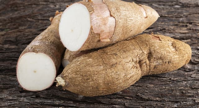 Nature Question: Quel type d'aliment est le yucca ou manioc ?