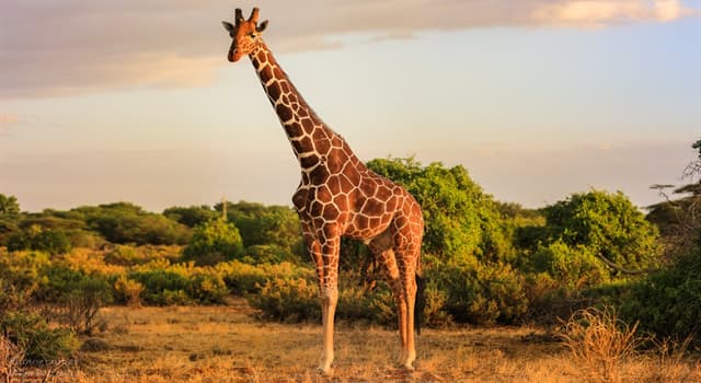 Natura Domande: Quanto pesa il cuore di una giraffa?