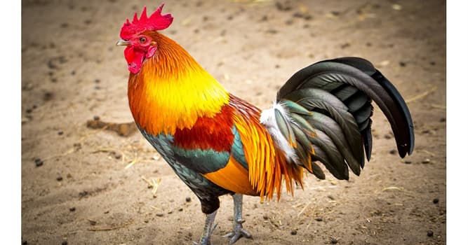 Naturaleza Pregunta Trivia: ¿Cuánto tiempo vivió sin cabeza un famoso pollo a mediados del siglo XX?