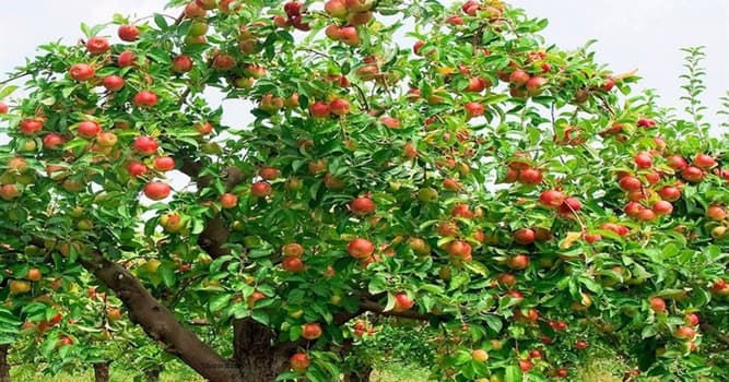 Natuur Trivia Vraag: Waar komt de appelboom oorspronkelijk vandaan?