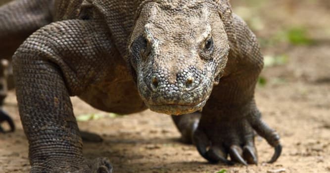 Natuur Trivia Vraag: Wat is de zwaarste hagedis op aarde?