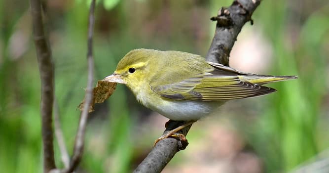 Natuur Trivia Vraag: Welke vogel is op de foto te zien?