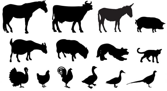 Nature Trivia Question: What animal is a 'garron'?