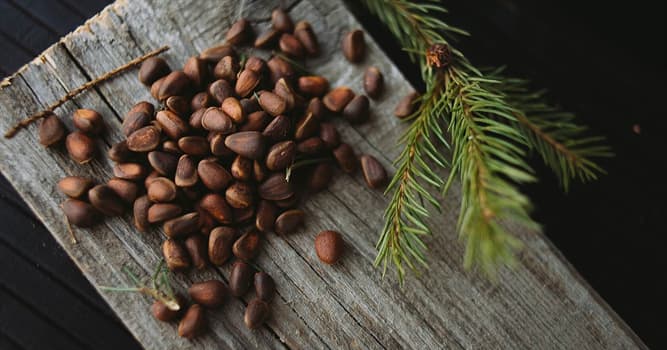 Nature Trivia Question: Which country is the largest producer of pine nuts (Pinus sibirica) in the world?