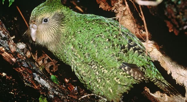 Natuur Trivia Vraag: Welke vogel is op de foto te zien?