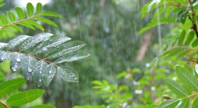 Nature Trivia Question: Which place in the world received the highest rainfall during 2019?