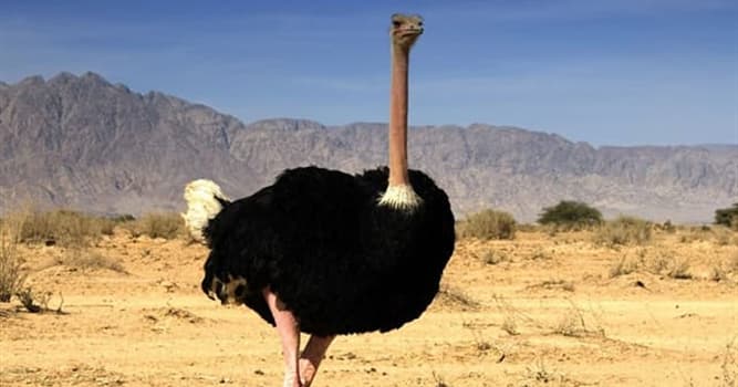 Naturaleza Pregunta Trivia: ¿Qué significaba la palabra "avestruz" en su antiguo origen griego?