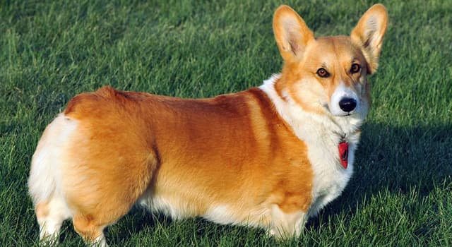 Cultuur Trivia Vraag: 'Corgi' betekent 'dwerghond' in welke taal?