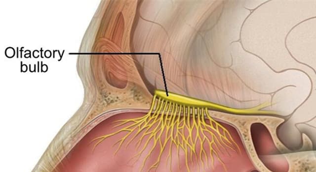 自然 小問題：阿米巴痢疾是什麼界的生物造成的?