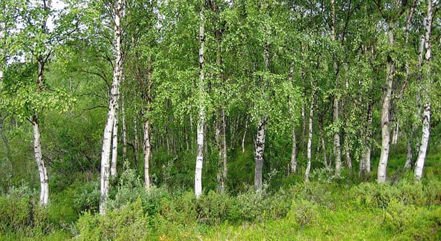 Culture Trivia Question: "One could do worse than be a swinger of birches" was written by which poet?
