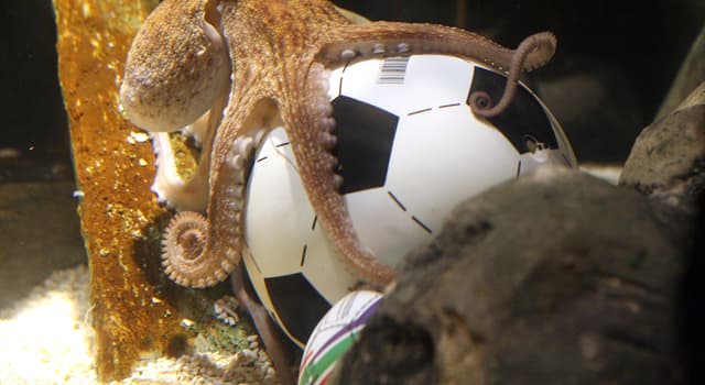 Cultura Pregunta Trivia: ¿Por qué se hizo famoso el pulpo Paul?