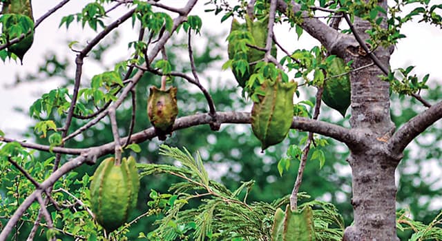 Naturaleza Pregunta Trivia: ¿Qué nombre popular recibe la Jacaratia mexicana?