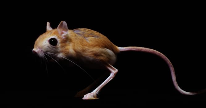 Культура Вопрос: Слово "Тушканчик" - произошло от тюркского "Тышкан", а что означает это слово?